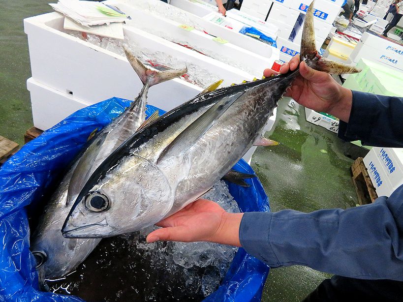 樽カツオ いいえ樽ダルマです 横浜丸魚株式会社