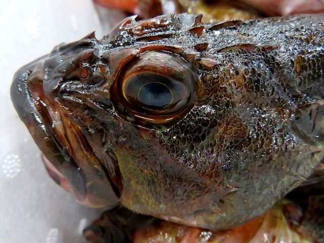 ズシリと重い東京湾産のカサゴ 横浜丸魚株式会社