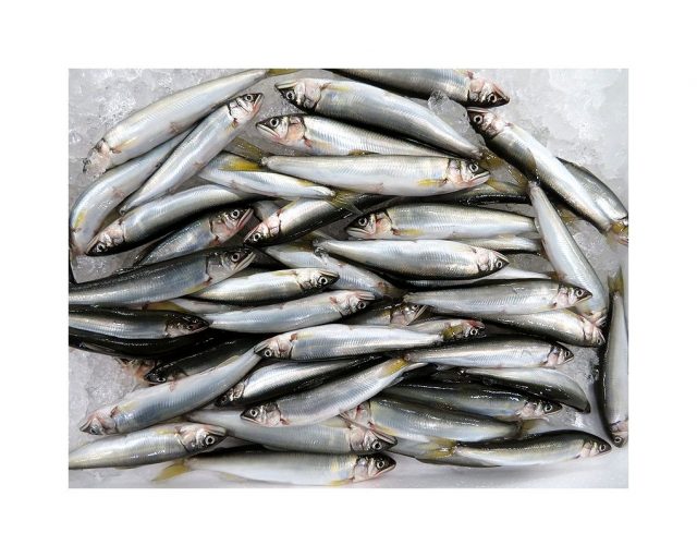 天然の稚鮎入荷してますよ 横浜丸魚株式会社 天然の稚鮎入荷してますよ 横浜丸魚株式会社