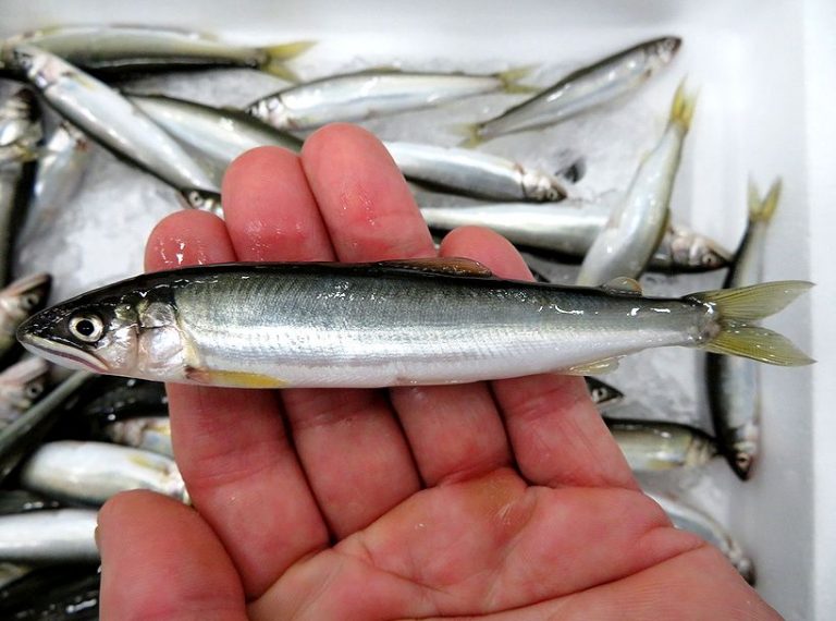 天然の稚鮎入荷してますよ。 | 横浜丸魚株式会社