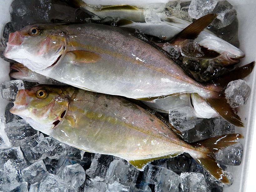 シオッコは小さくても侮れない 横浜丸魚株式会社