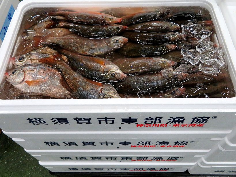 お腹に稚魚はいませんでした ウミタナゴ 横浜丸魚株式会社