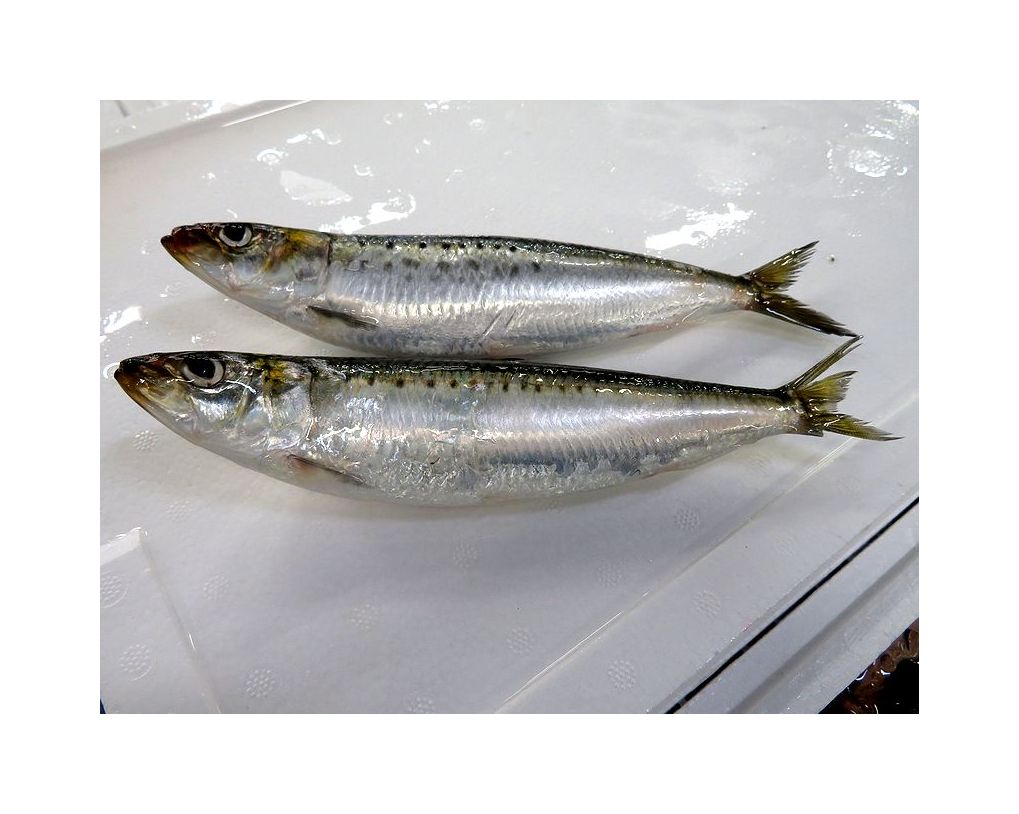 大阪湾の金太郎イワシ登場しました 横浜丸魚株式会社 大阪湾の金太郎イワシ登場しました 横浜丸魚株式会社