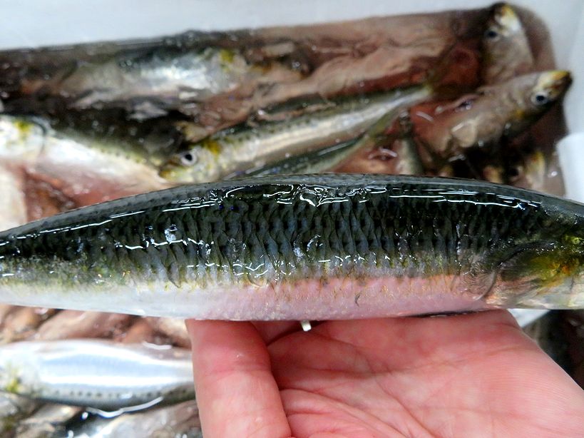 大阪湾の金太郎イワシ登場しました 横浜丸魚株式会社 大阪湾の金太郎イワシ登場しました 横浜丸魚株式会社