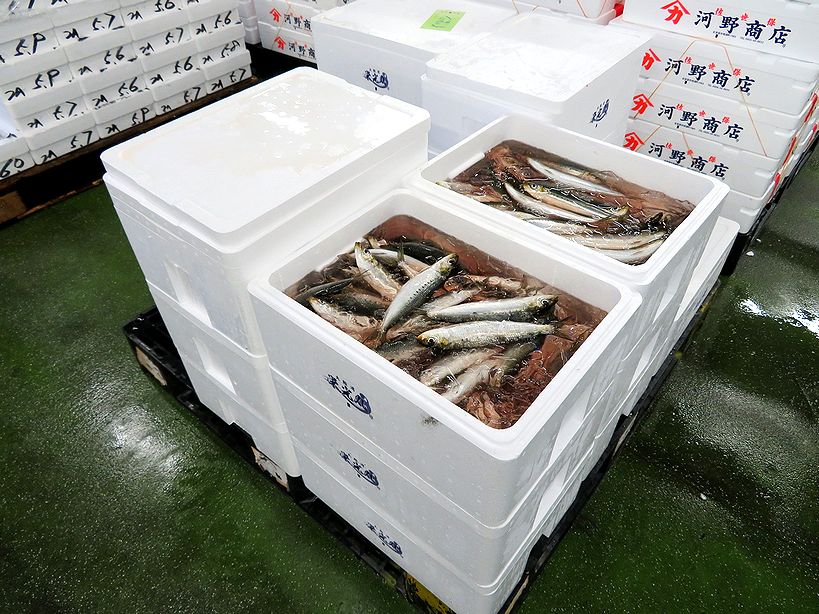 大阪湾の金太郎イワシ登場しました 横浜丸魚株式会社 大阪湾の金太郎イワシ登場しました 横浜丸魚株式会社