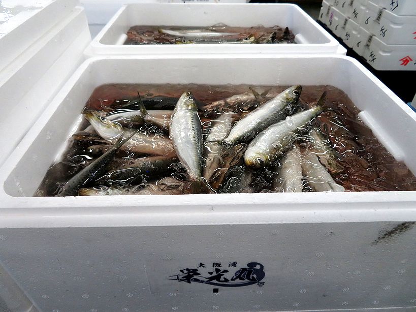 大阪湾の金太郎イワシ登場しました。  横浜丸魚株式会社