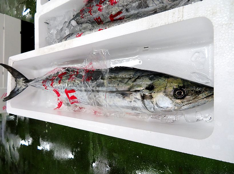 今の時期のサワラは如何ですか 横浜丸魚株式会社