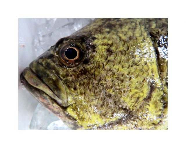 葉っぱは擬態 マツダイ 松鯛 横浜丸魚株式会社