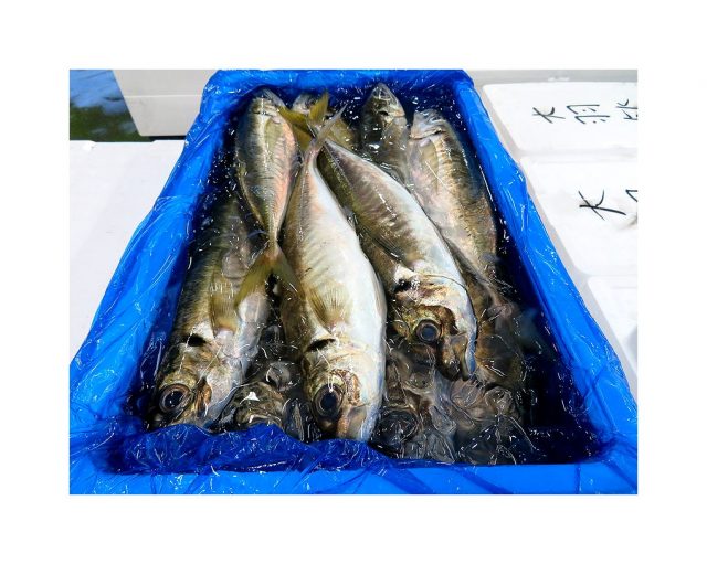 でっかい大アジが入荷してます 横浜丸魚株式会社