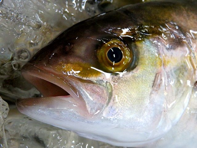 シオゴ もう一人前の味わいです 横浜丸魚株式会社