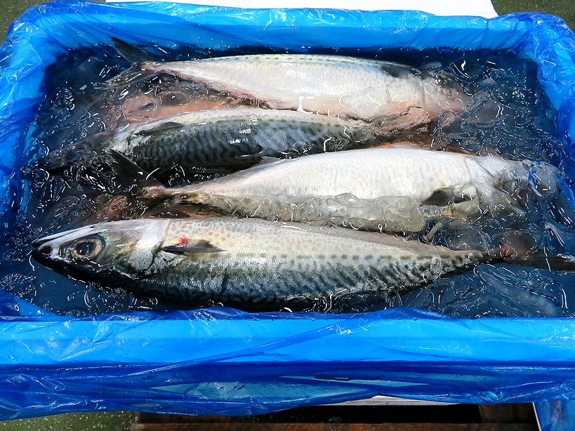 神奈川県産のゴマサバを食べましょう 横浜丸魚株式会社