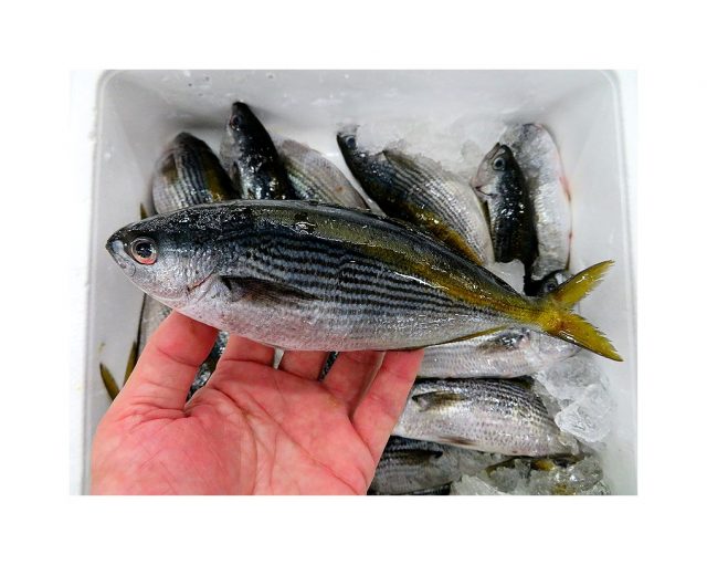 夏はやっぱりタカベ 塩焼きをお試し下さい 横浜丸魚株式会社 夏はやっぱりタカベ 塩焼きをお試し下さい 横浜丸魚株式会社