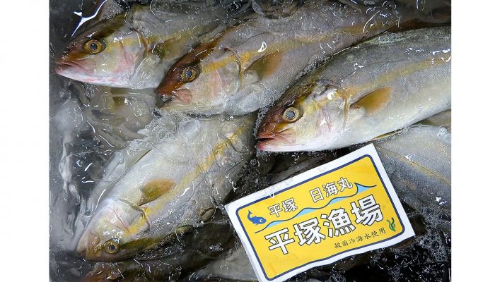 容姿は子供でも味はもう大人 カンパチ 横浜丸魚株式会社