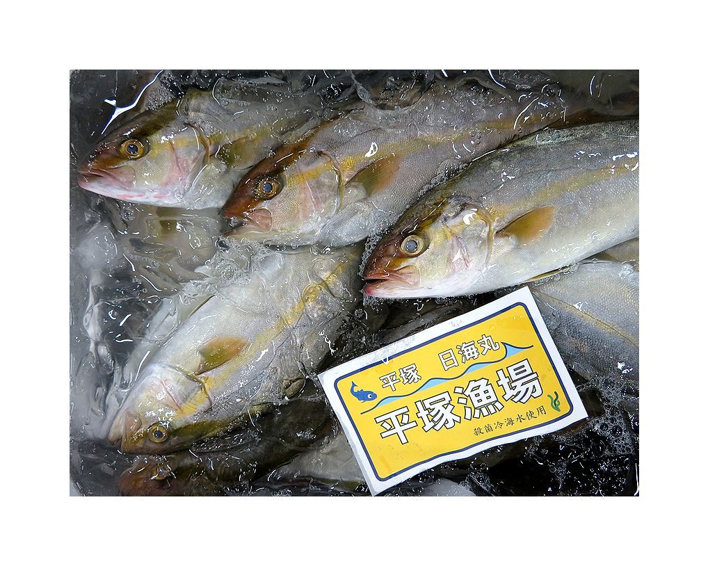 容姿は子供でも味はもう大人 カンパチ 横浜丸魚株式会社 容姿は子供でも味はもう大人 カンパチ 横浜丸魚株式会社
