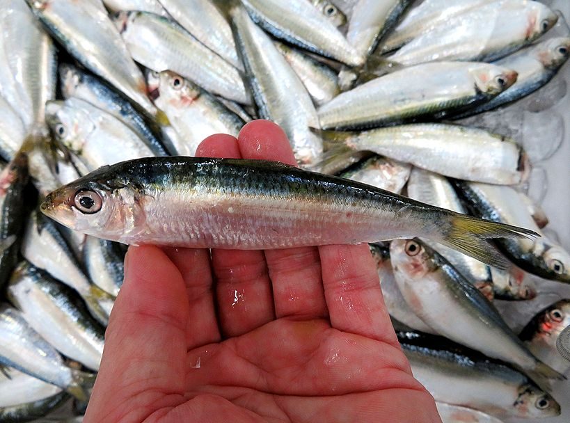 コハダ コノシロ じゃないんだママカリ 横浜丸魚株式会社