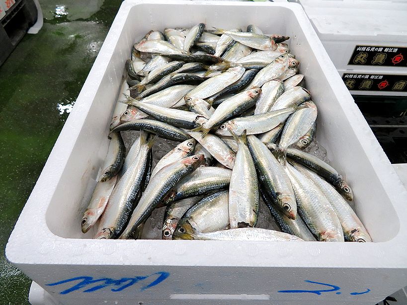 コハダ コノシロ じゃないんだママカリ 横浜丸魚株式会社