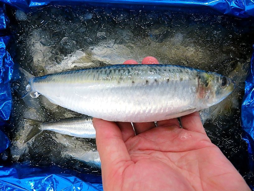 こりゃ凄すぎますねイワシ 横浜丸魚株式会社