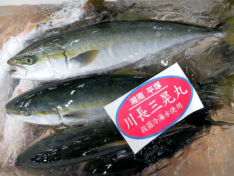 容姿は子供でも味はもう大人 カンパチ 横浜丸魚株式会社