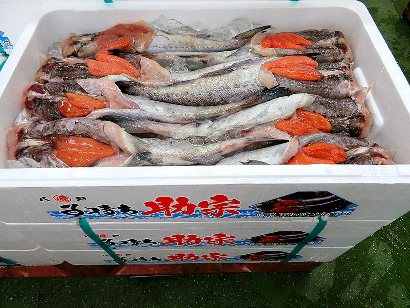 これがスケトウダラのオスとメスなんだ 横浜丸魚株式会社
