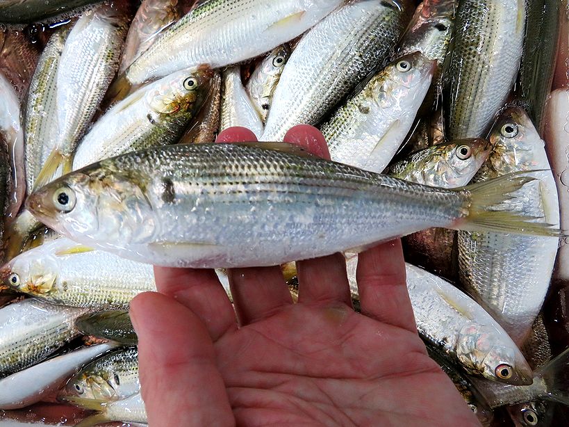 元凶 コノシロの大量発生は地震の兆候 横浜丸魚株式会社