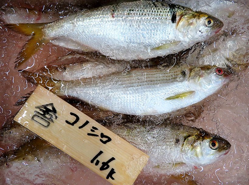 元凶 コノシロの大量発生は地震の兆候 横浜丸魚株式会社