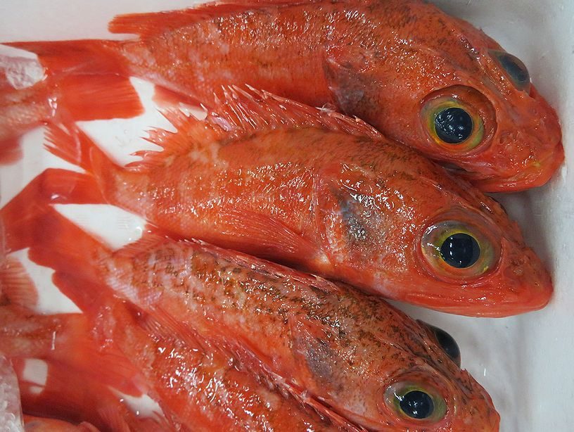 ユメカサゴはガシラ系の美人系です 横浜丸魚株式会社