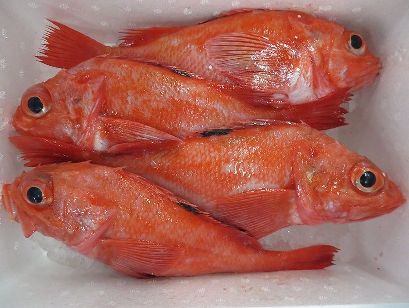 ユメカサゴはガシラ系の美人系です 横浜丸魚株式会社