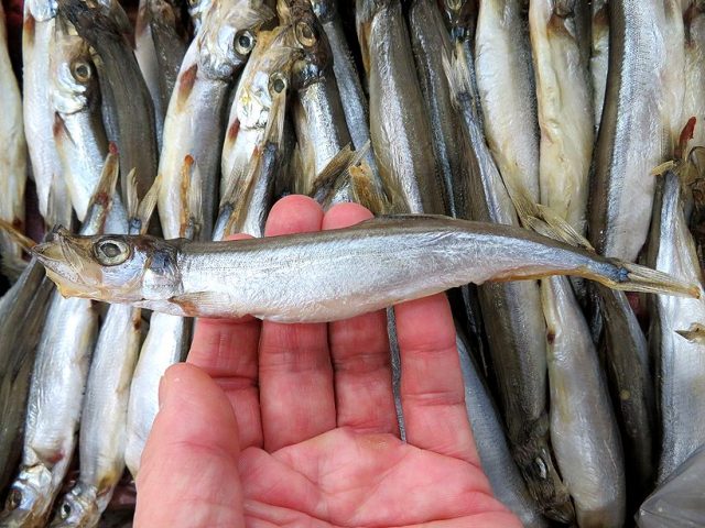 本物のシシャモは美味しいですよ。 | 横浜丸魚株式会社