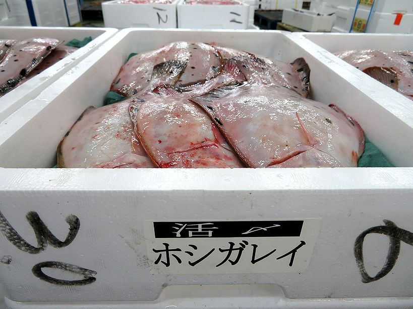 皮が自慢の星と鮫 ともに鰈です 横浜丸魚株式会社