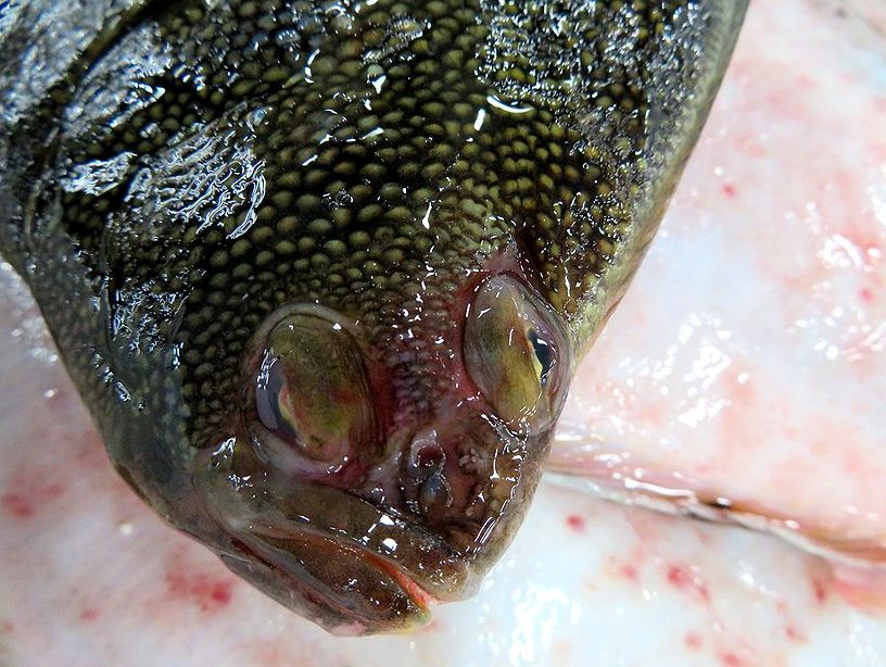 皮が自慢の星と鮫 ともに鰈です 横浜丸魚株式会社