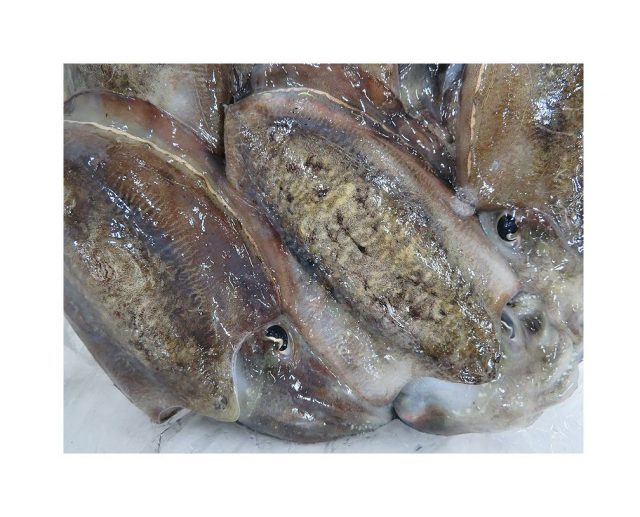 随分デカくなってるぞ江戸前のスミイカ 横浜丸魚株式会社