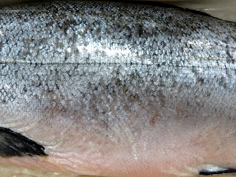 マルウオ キングサーモンは 全てが特選でした 横浜丸魚株式会社