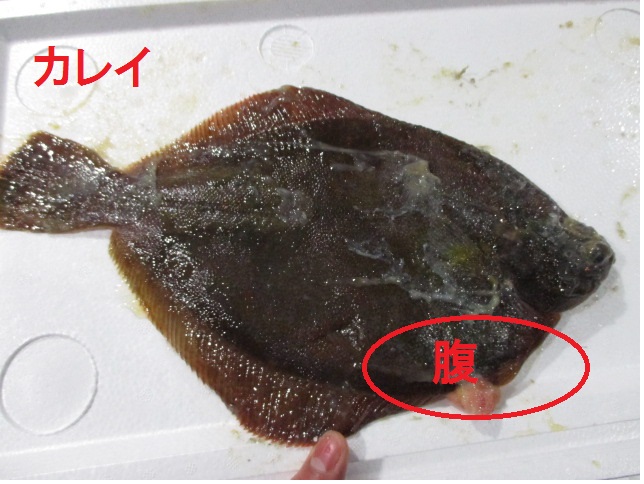 ヒラメ 方 カレイ 見分け