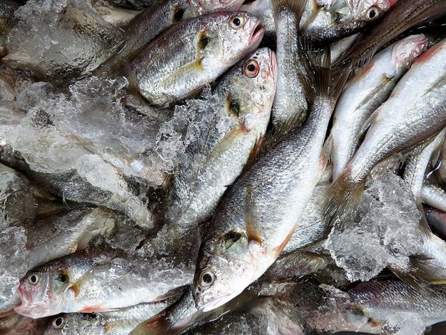今度の神奈川地魚詰め放題は何が入っている 横浜丸魚株式会社