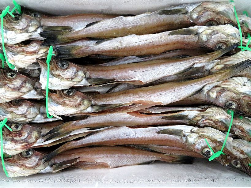 助惣鱈の丸干し 美味しい秘密はエイジング 横浜丸魚株式会社
