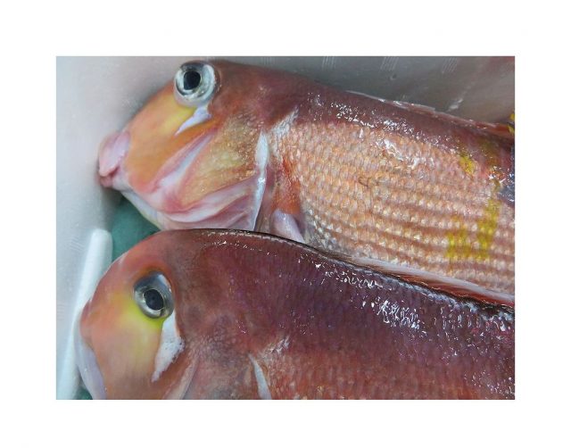 赤い魚でも食べて 運気揚げようかな 横浜丸魚株式会社 赤い魚でも食べて 運気揚げようかな 横浜丸魚株式会社