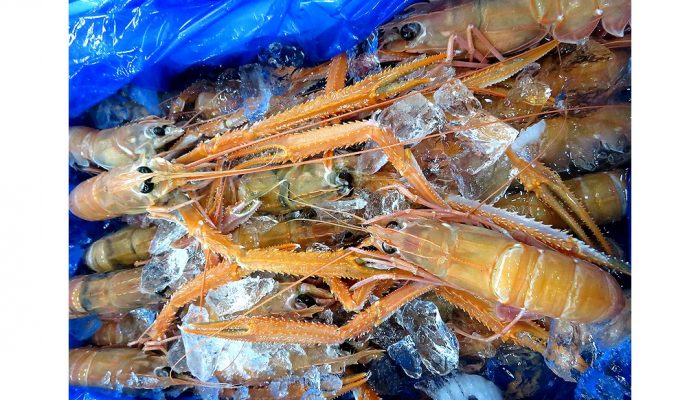 アカザエビは 懐と相談しないと買えない高級エビ 横浜丸魚株式会社 アカザエビは 懐と相談しないと買えない高級エビ 横浜丸魚株式会社