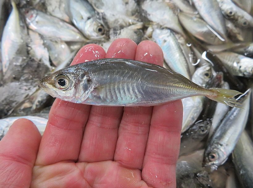 海はもう春 アジの若魚 豆アジが入荷しました 横浜丸魚株式会社