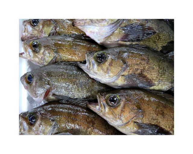 春告魚 ニシンですか いいえメバルです 横浜丸魚株式会社