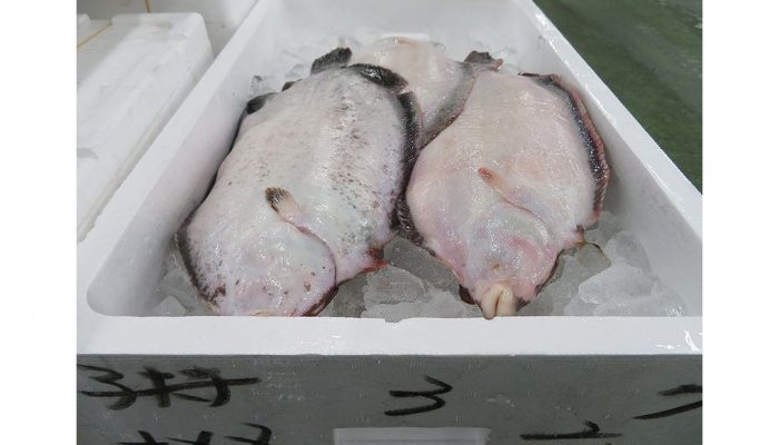 ナメタガレイの煮付けが食べたい 横浜丸魚株式会社
