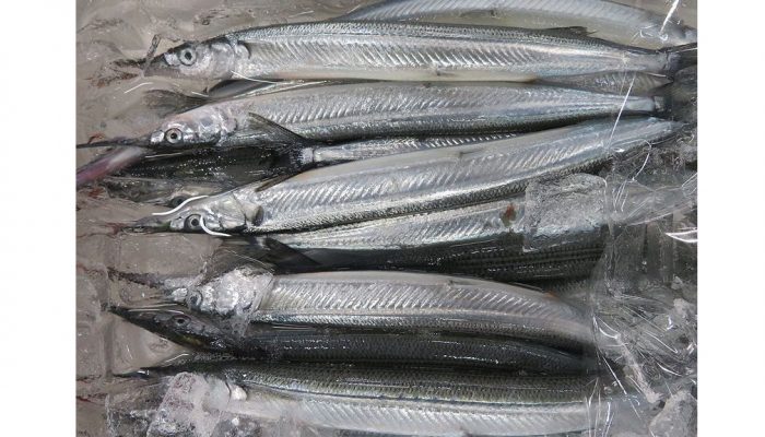 鱵 細魚 針魚 針嘴魚 水針魚 まだまだありますサヨリ 横浜丸魚株式会社