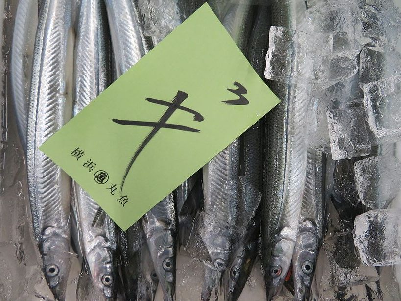 鱵 細魚 針魚 針嘴魚 水針魚 まだまだありますサヨリ 横浜丸魚株式会社
