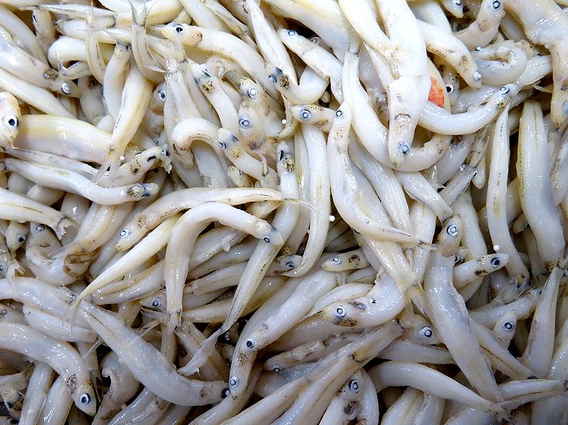 素魚 氷魚と春の訪れを知らせる魚が被った 横浜丸魚株式会社
