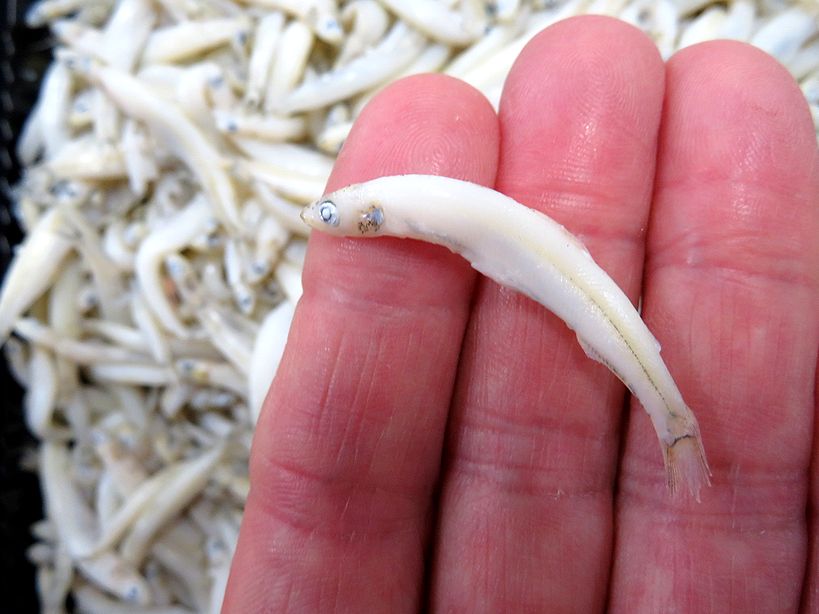 素魚 氷魚と春の訪れを知らせる魚が被った 横浜丸魚株式会社