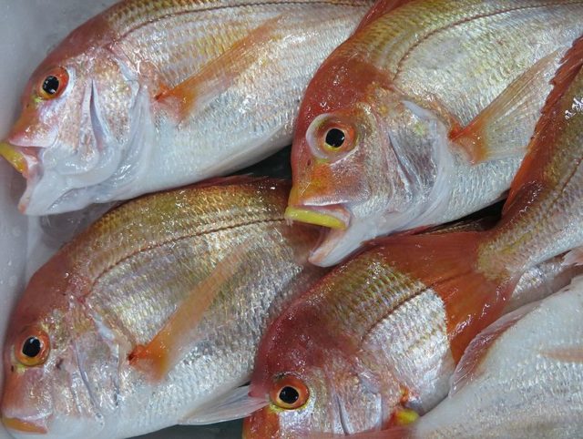 黄色い唇がチャームポイント 黄鯛 キダイ です 横浜丸魚株式会社