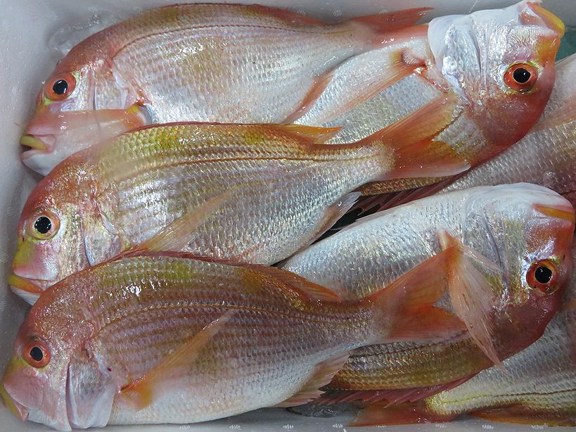 黄色い唇がチャームポイント 黄鯛 キダイ です 横浜丸魚株式会社
