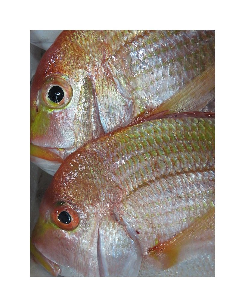 黄色い唇がチャームポイント 黄鯛 キダイ です 横浜丸魚株式会社