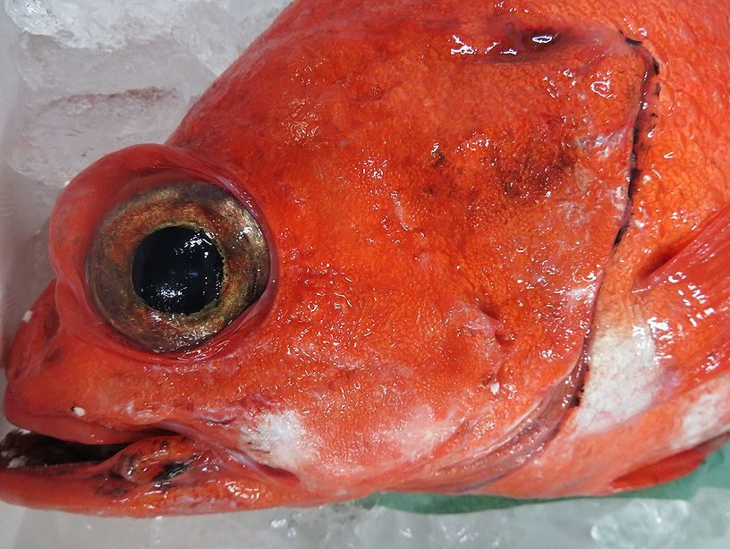 メヌケの提灯 やってみたい 横浜丸魚株式会社 メヌケの提灯 やってみたい 横浜丸魚株式会社