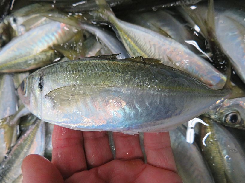 鰆は腹黒 いえいえ腹白です 横浜丸魚株式会社 鰆は腹黒 いえいえ腹白です 横浜丸魚株式会社