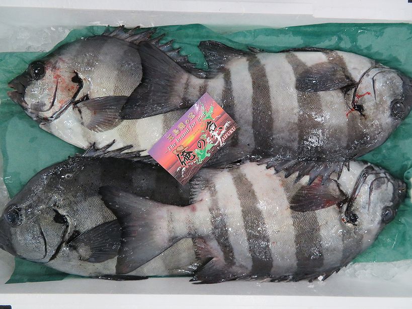 イシダイの縞模様は横縞ですよ 横浜丸魚株式会社 イシダイの縞模様は横縞ですよ 横浜丸魚株式会社